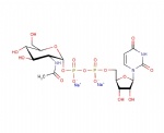 Uridine 5′-diphospho-N-acetylglucosamine disodium salt, UDP-GlcNAc